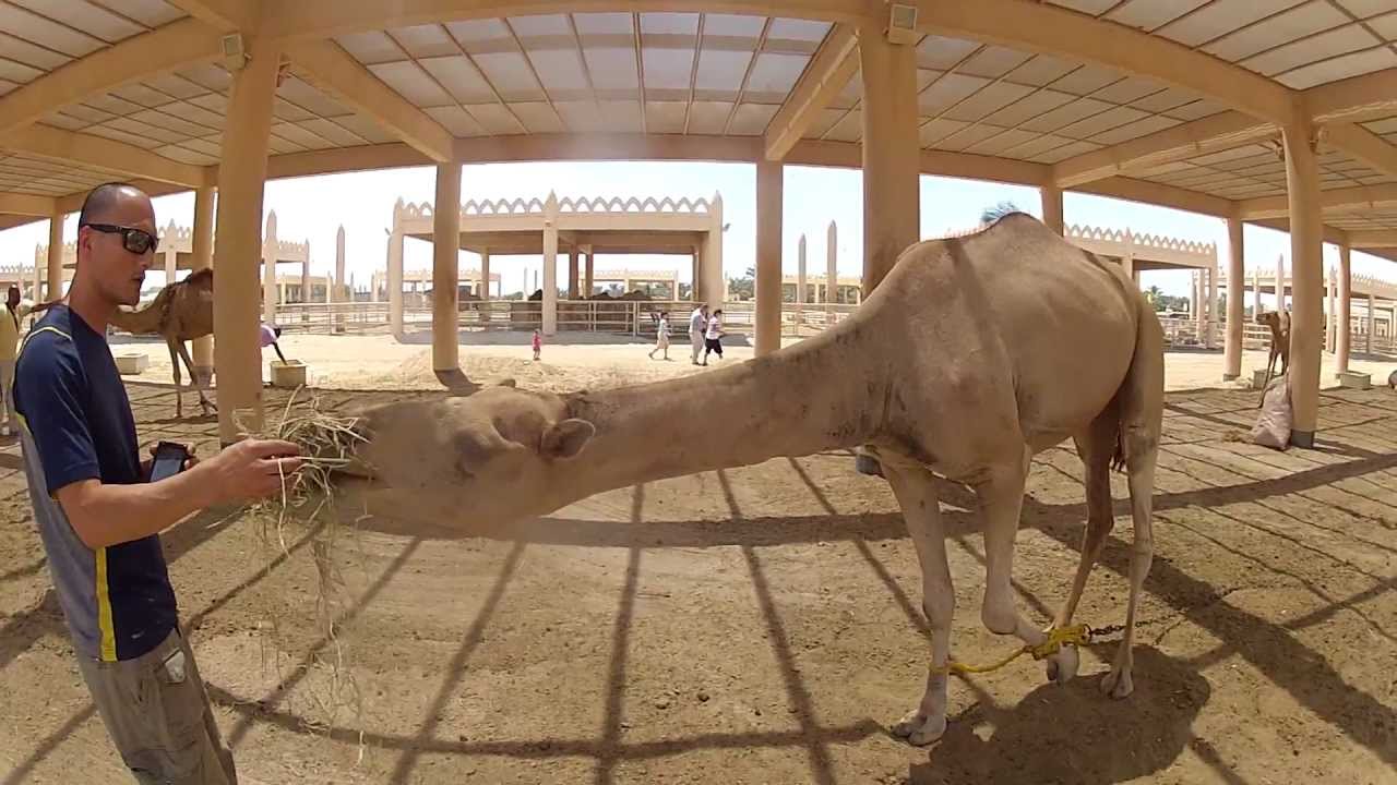 Feeding Camels at the camel farm (Bahrain)