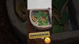 cara menggemukan leopard gecko