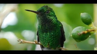 World of Hummingbirds @SITHEEQUE  #hummingbird  #hummingbirds #beehummingbird #birds #nature #viral by SITHEEQUE 108 views 9 months ago 6 minutes, 43 seconds
