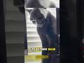 &quot;Supposed to Look Cool, but This Cat Ended Up a Meme&quot; #cat #petsunited #funny #funnycats