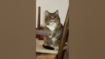 A True Chaos Machine 😂