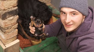 видео: Начались роды. Щенки Ротвейлера. 03.12.2020 картинка: Начались роды. Щенки Ротвейлера. 03.12.2020