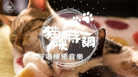 【貓咪特調】貓咪呼嚕療癒音樂 #01 - 讓主人跟貓奴一起安睡的療癒音樂 - 天天要聞