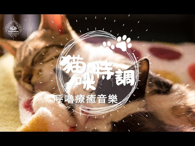 在 YouTube 上观看 【猫咪特調】貓咪呼嚕療癒音樂 #01 - 讓主人跟猫奴一起安睡的療癒音樂