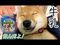 【柴犬】当選したドギーマンの牛乳を無言で飲む柴犬が愛おしい！