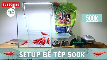Hướng dẫn Setup bể tép cực kỳ đơn giản, chi phí chỉ 500k - Setting Up New Shrimp Tank
