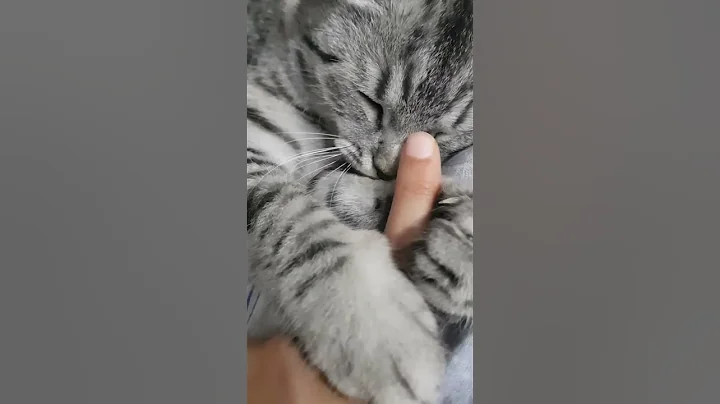 Video 234401: little scottish fold, pet cat scottishfold love, cute pet cat scottishfold, cat scottishfold love play, scottishfold love play game, cat pet fun cute, cat enjoy playing