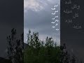 لبى قلبه بس وينه بدون موسيقى تصوير شجر رياح غيم تصميم كلمات تتابع تصوير تصميم Agoot 