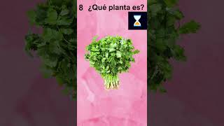 aromáticas 2#quiz #shorts #short  #adivinanza #adivinar  #adivina  #adivinazas #planta #aromaticas