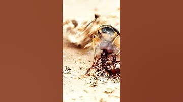 "Ant vs Assassin Bug 😱 | #insectfight #shorts"