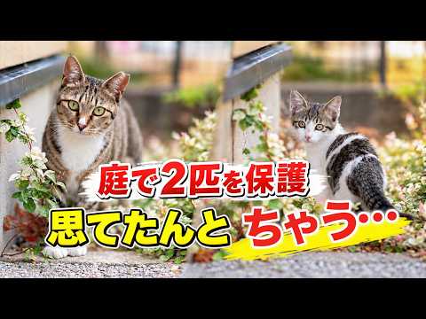 毎日会いに来る猫と、突然現れた子猫。2匹を保護したら予想外の展開に…