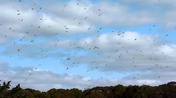 Flock of Tree Swallows at Old Silver Beach, Falmouth - October 13, 2013