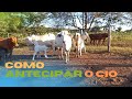 Como induzir o cio nas vacas