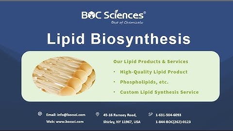 Lipid Biosynthesis - Lipid Synthesis - Fatty Acids, Phospholipids, Triacylglycerols - BOC Sciences