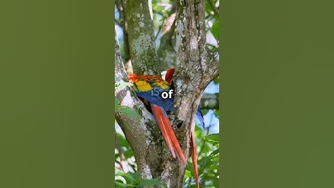 Borneo Rainforest suspicious #shorts #facts #science