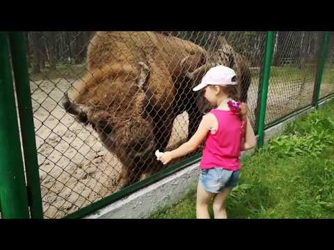 Орловское Полесье."У животных, у зверей."