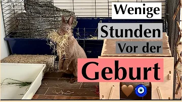 Wie verhält sich ein Hase kurz vor der Geburt?