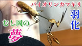 グロ注意 タンザニアの怪物と呼ばれたカマキリが怖すぎる ニセハナマオウカマキリ飼育19 7 Idolomantis Diabolica Devil Flower Mantis Youtube