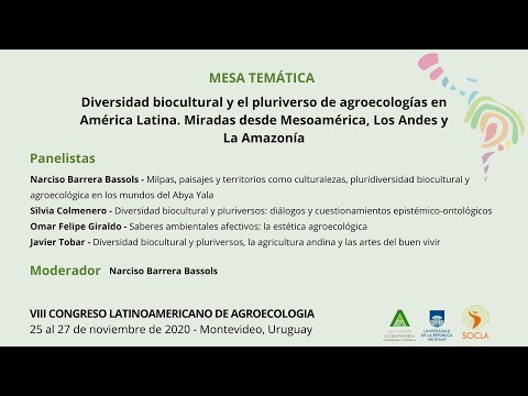 Video: Plantas complementarias de narcisos: aprenda sobre la plantación complementaria con narcisos
