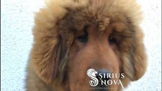 Vasco AVAILABLE show quality male by Sirius Nova 1,025 views 4 years ago 22 seconds