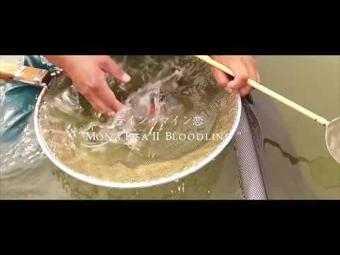 Koi Blog HB