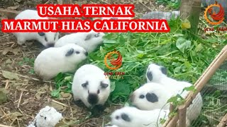 USAHA TERNAK MARMUT HIAS CALIFORNIA 