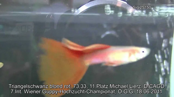 Guppy Triangelschwanz Michael Lierz D/CAGD