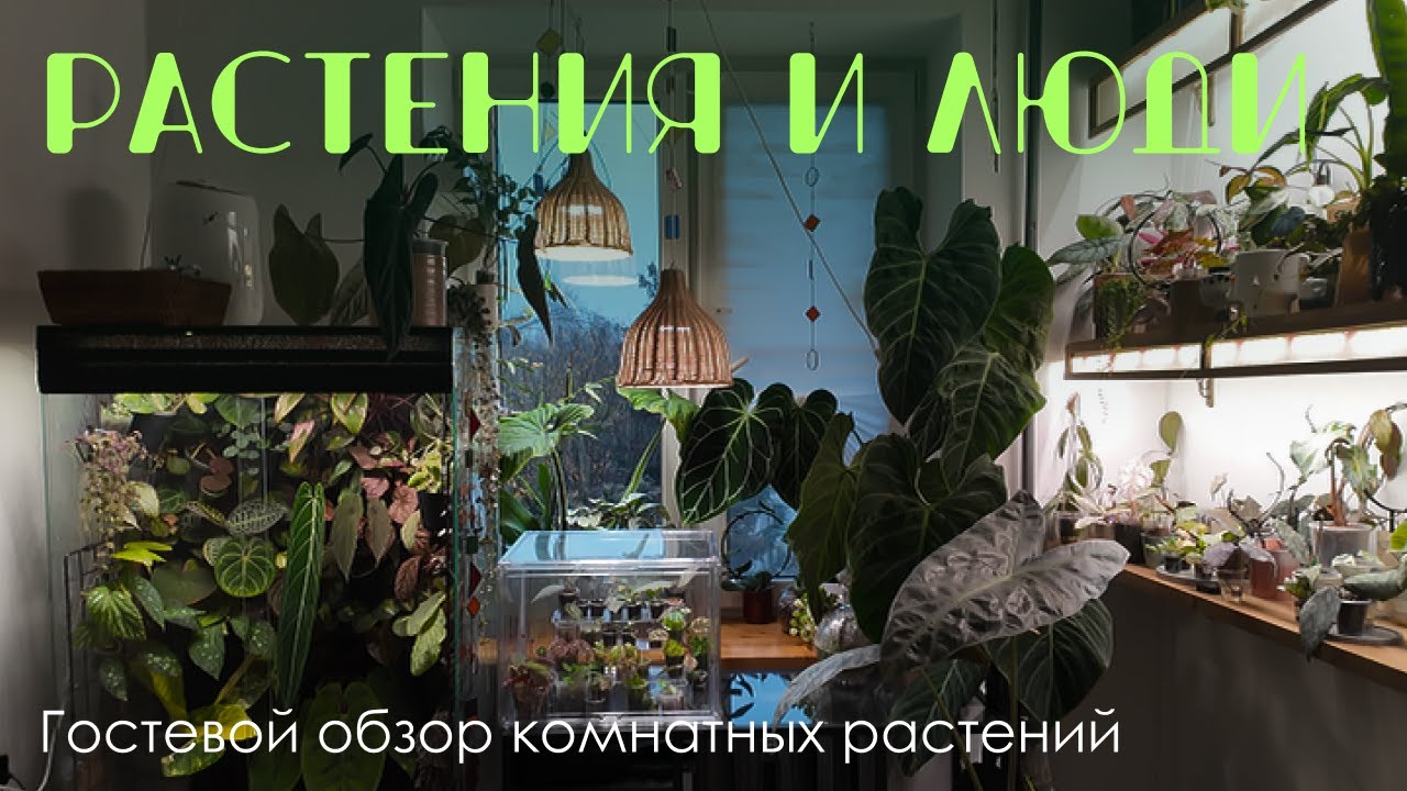 Снова в гости! Красивое размещение комнатных растений в интерьере. Ароидные, хои, флорариумы.