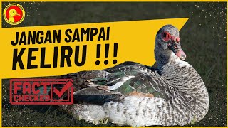 Jangan Keliru  Ini Ciri Dan Jenisnya  Ciri Dan Jenis Entok  Ternak Entok Pemula  Muscovy Duck
