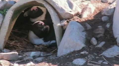 Saving the African Penguin - Buy a home