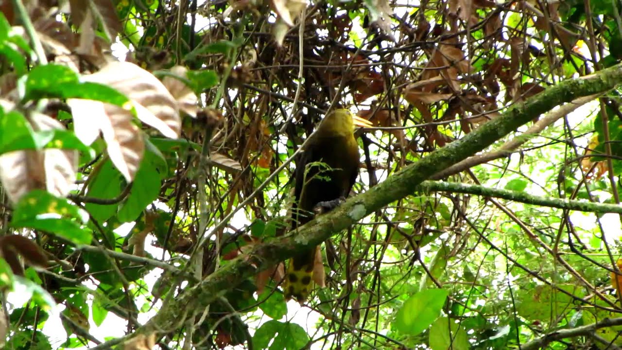 Russet-backed Oropendola-Psarocolius angustifrons 