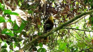 Russet-Backed Oropendola-Psarocolius Angustifrons
