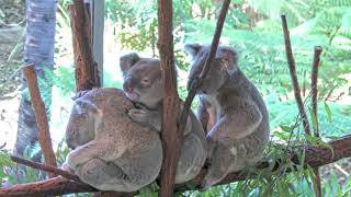 Koala Cuddle Train Highlights 🚂🚃🐨🐨🐨🚃