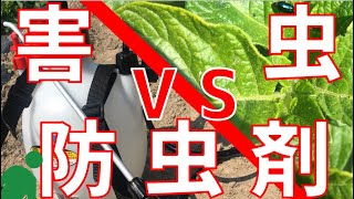 【害虫発見！】蓄圧式噴霧器を購入したのでレビュー【じゃがいも育成日記#04】