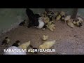 Amerikan Ördeği Yavru Bakımı ve Gelişimi #American Duck Development and Care(Bölüm 42)