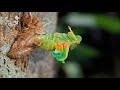 Ecdise de cigarra - Molting Cicada - timelapse