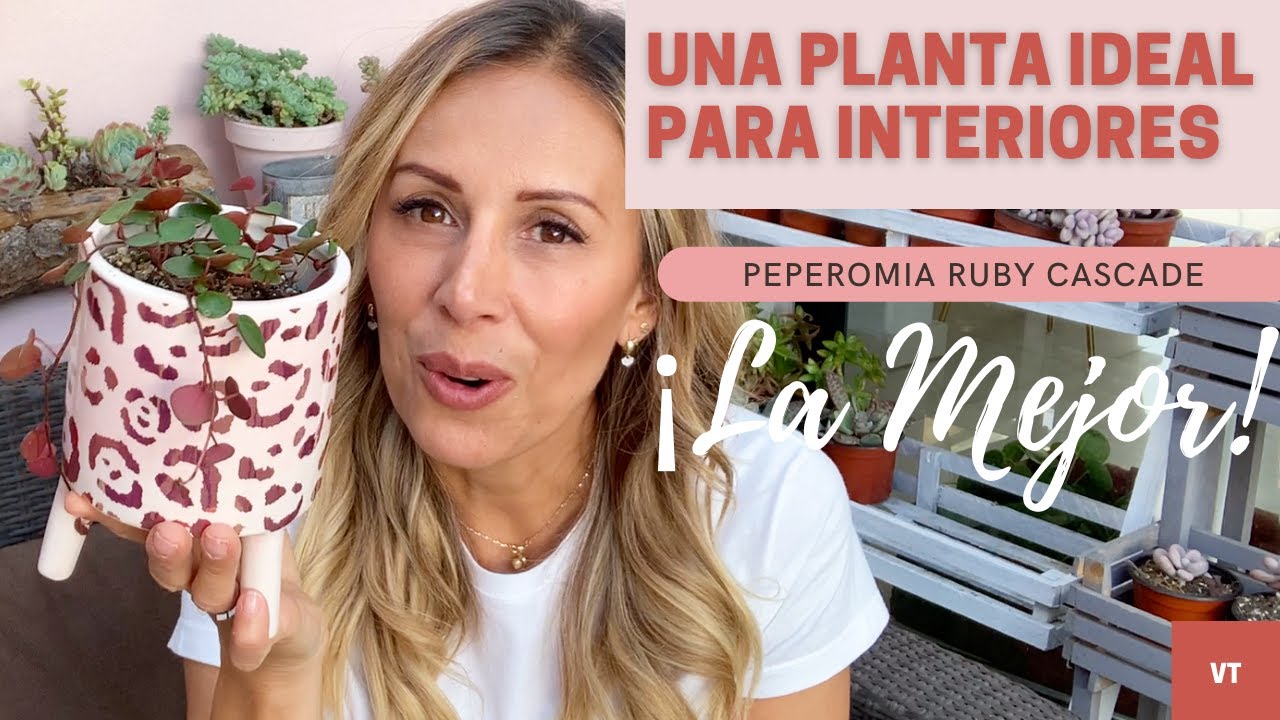 Una semi suculenta, Peperomia Ruby Cascade. Reproducción y cuidados