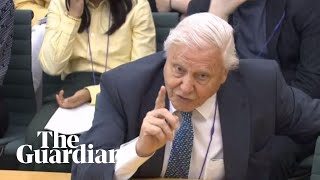 David Attenborough speaks in parliament about climate change - watch live