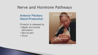 Maryland Hospital Breastfeeding Training Module: Session 3