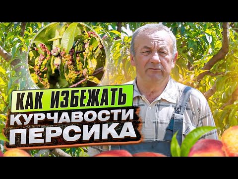 Видео: Больно ли мое персиковое дерево? Лечение распространенных болезней персикового дерева