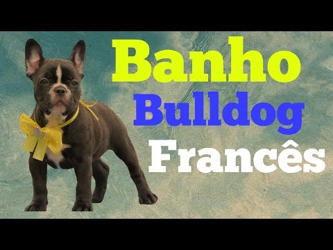 Banho Bulldog Francês