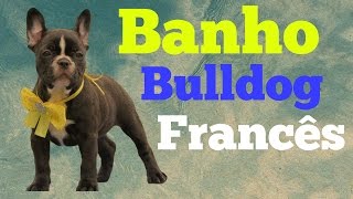 Banho Bulldog Francês