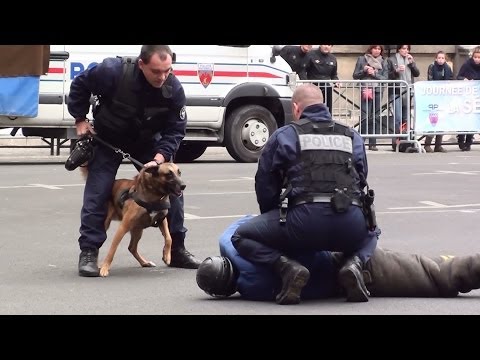 Les chiens de la police | Doovi Les chiens de la police | Doovi