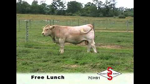 7CH91 VPI FREE LUNCH 708T