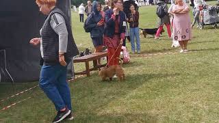 Fci 3 Group Dog Show. Venus Victoria Staffstep. Bis Junior Winner 1