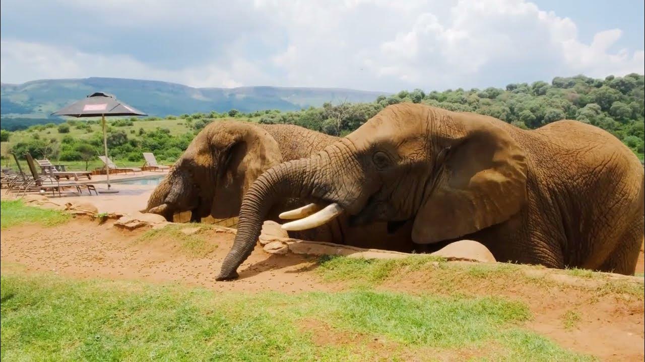 Elephant Rumbling Continuously Sound Effect - YouTube
