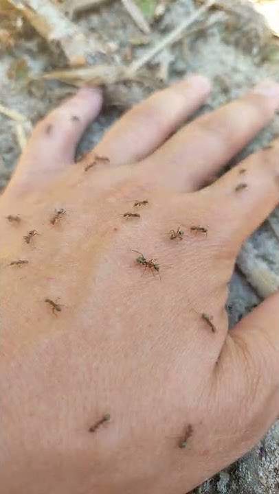 Что делать если напали муравьи Укус муравья What to do if ants attack ...