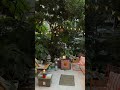 Energy-Saving Solar Garden Lights,Add Timeless Charm to Your Garden!#solarlightsoutdoor