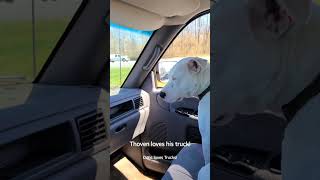 Dogs Love Trucks! Show us your dog and your truck in the comments