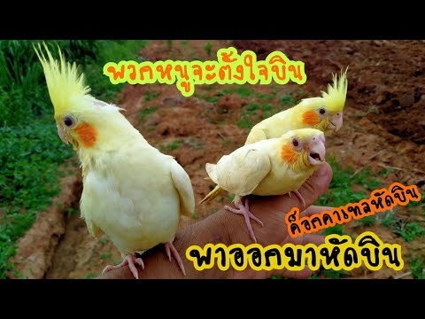ฝึกนกค็อกคาเทลให้เรียนรู้การบินอิสระ บังคับทิศทางการบิน
